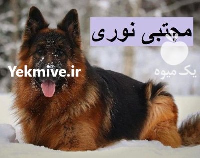 پانسیون فروش سگ خرید فروش سگ در چهارباغ در گروه سگ و گربه در یکمیوه -عکس1