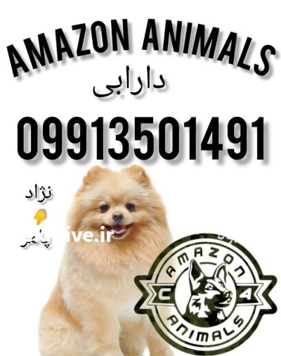 فروش توله پامر روباهی در تهران در وحیدیه در گروه حیوانات خانگی در یکمیوه -عکس2