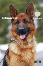 خرید و فروش سگ ژرمن شپرد در کرج در گروه سگ و گربه در یکمیوه