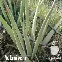 قیمت خرید برگ آلوئه ورا در میناب در گروه خرید و فروش گیاهان دارویی در یکمیوه