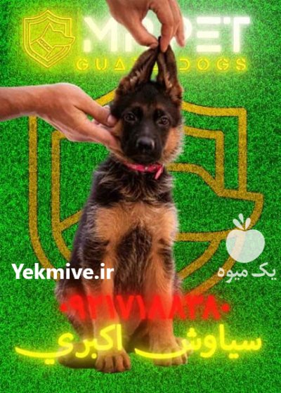 لیست پرورشدهندگ ان معتبر سگ ژرمن در تهران در گروه سگ و گربه در یکمیوه -عکس2