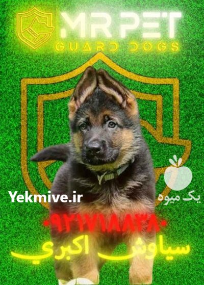 قیمت سگ ژرمن شپرد مشکی بلک در تهران در گروه سگ و گربه در یکمیوه -عکس2