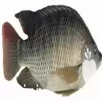 فروش بچه ماهی تیلاپیا تک جنس در کاشان در گروه خرید و فروش بچه ماهی در یکمیوه