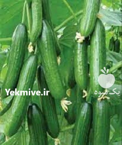 بذر خیار رویال سمینیس در بیارجمند در گروه خرید و فروش بذر خیار در یکمیوه -عکس1
