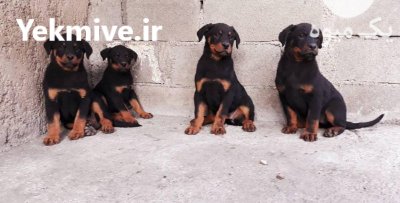 خرید و فروش سگ دوبرمن در تجریش در گروه سگ و گربه در یکمیوه -عکس1