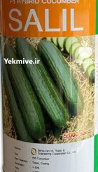 بذر خیار سهیل در پاکدشت در گروه خرید و فروش بذر خیار در یکمیوه