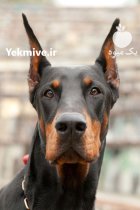 خرید فروش سگ دوبرمن اروپایی امریکایی در باقرشهر در گروه سگ و گربه در یکمیوه