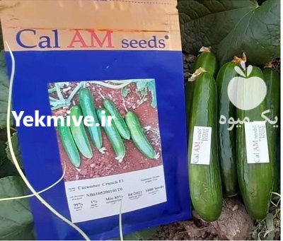 فروش بذر خیار کرانچ بذر خیار در اهواز در گروه خرید و فروش بذر خیار در یکمیوه -عکس1