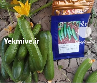 فروش بذر خیار کرانچ بذر خیار در اهواز در گروه خرید و فروش بذر خیار در یکمیوه -عکس2