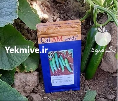 فروش بذر خیار کرانچ بذر خیار در اهواز در گروه خرید و فروش بذر خیار در یکمیوه -عکس3