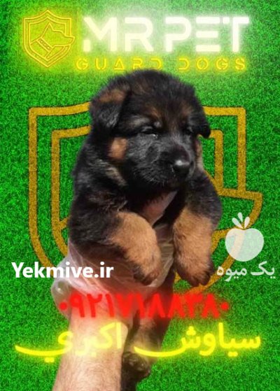آیا سگ ژرمن شپرد برای آپارتمان در دلند در گروه سگ و گربه در یکمیوه -عکس2