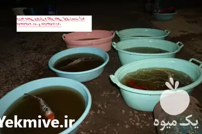 فروش انواع ماهی های کوی در تهران در گروه خرید و فروش ماهی کوی در یکمیوه -عکس1