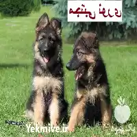 فروش شاه توله سگ ژرمن شپرد در کرج در گروه سگ و گربه در یکمیوه