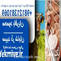 قیمت خرید نمک دام و طیور سنگ در سمنان در گروه خوراک دام و طیور در یکمیوه