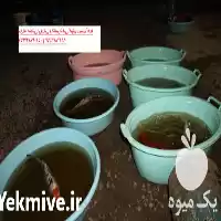 فروش انواع ماهی های کوی در تهران در گروه خرید و فروش ماهی کوی در یکمیوه