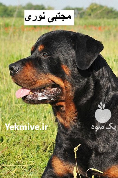 فروش سگ روتوایلر اصیل تربیت شده در طالقان  در گروه سگ و گربه در یکمیوه -عکس1