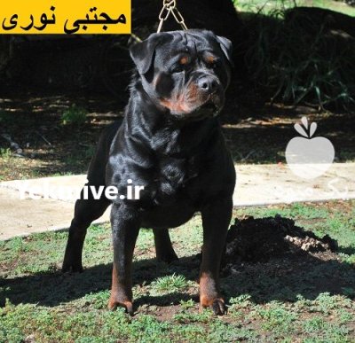 خرید سگ روتوایلر تربیت شده فروش در لواسان در گروه سگ و گربه در یکمیوه -عکس1
