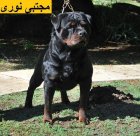 خرید سگ روتوایلر تربیت شده فروش در لواسان در گروه سگ و گربه در یکمیوه