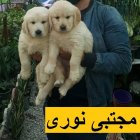 فروش سگ بهترین کیفیت نژاد اصیل در محمدشهر در گروه سگ و گربه در یکمیوه