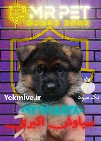 چگونه سگ ژرمن را اجتماعی کنیم؟ در تهران در گروه سگ و گربه در یکمیوه -عکس1