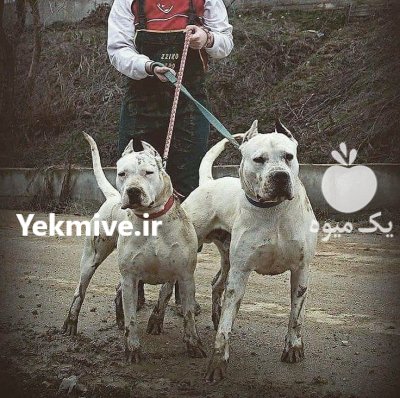 خرید و فروش توله سگ داگو در کرج در گروه سگ و گربه در یکمیوه -عکس1