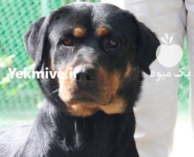 خرید فروش سگ روتوایلر سگ محبوب در گرمدره در گروه سگ و گربه در یکمیوه -عکس1