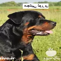 “فروش سگ روتوایلر اصیل تربیت شده در کرج در گروه سگ و گربه در یکمیوه