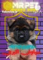 چگونه سگ ژرمن را اجتماعی کنیم؟ در تهران در گروه سگ و گربه در یکمیوه