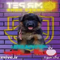 قیمت خرید چرا سگ ژرمن من در تهران در گروه سگ و گربه در یکمیوه