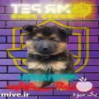 قیمت خرید سگ ژرمن شپرد نگهبان در کرج در گروه سگ و گربه در یکمیوه