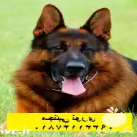 فروش ژرمن شپرد نژادی با طول در کرج در گروه سگ و گربه در یکمیوه