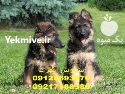 فروش قلاده ضد پارس برای سگ در تهران در گروه سگ و گربه در یکمیوه -عکس2