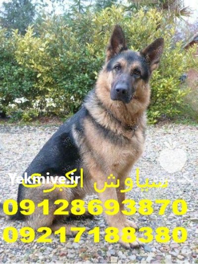 بهترین برندهای ظرف غذای سگ ژرمن در تهران در گروه سگ و گربه در یکمیوه -عکس2