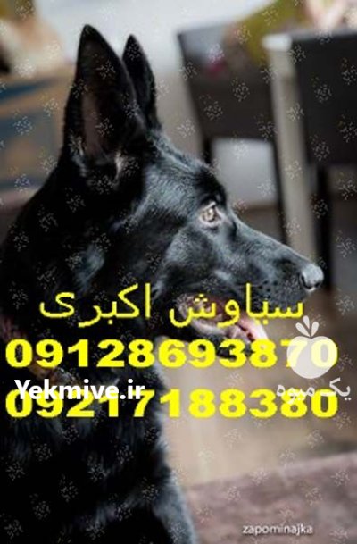 بهترین برندهای ظرف غذای سگ ژرمن در تهران در گروه سگ و گربه در یکمیوه -عکس1