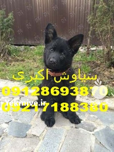 خرید پوشاک زمستانی برای سگ ژرمن در تهران در گروه سگ و گربه در یکمیوه -عکس2