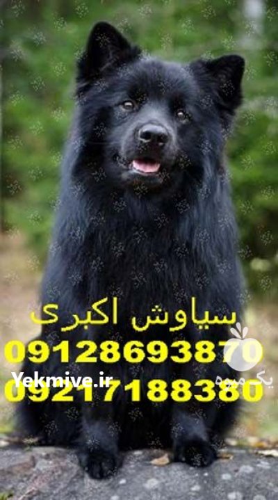 خرید پوشاک زمستانی برای سگ ژرمن در تهران در گروه سگ و گربه در یکمیوه -عکس1