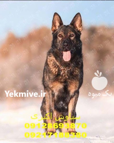 فروش تخت مخصوص سگهای بزرگ جثه در تهران در گروه سگ و گربه در یکمیوه -عکس1