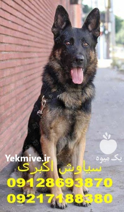 فروش تخت مخصوص سگهای بزرگ جثه در تهران در گروه سگ و گربه در یکمیوه -عکس2