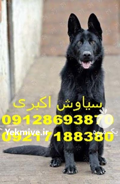 عکسهای داغ سگ ژرمن شپرد در تهران در گروه سگ و گربه در یکمیوه -عکس1