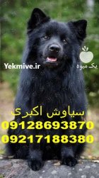 خرید پوشاک زمستانی برای سگ ژرمن در تهران در گروه سگ و گربه در یکمیوه