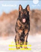 فروش تخت مخصوص سگهای بزرگ جثه در تهران در گروه سگ و گربه در یکمیوه