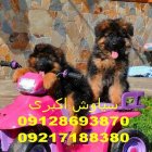 فروش قلاده ضد پارس برای سگ در تهران در گروه سگ و گربه در یکمیوه