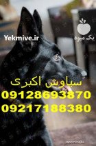 خرید پوشاک زمستانی برای سگ ژرمن در تهران در گروه سگ و گربه در یکمیوه