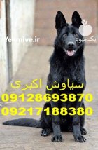 عکسهای داغ سگ ژرمن شپرد در تهران در گروه سگ و گربه در یکمیوه