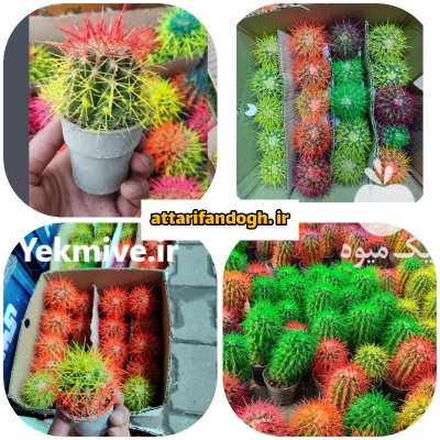 کاکتوس رنگی عمده در گرگان در گروه خرید و فروش گیاهان زینتی در یکمیوه -عکس1