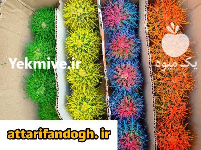 کاکتوس رنگی عمده در گرگان در گروه خرید و فروش گیاهان زینتی در یکمیوه -عکس2