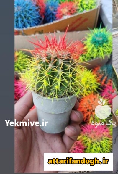 کاکتوس رنگی عمده در گرگان در گروه خرید و فروش گیاهان زینتی در یکمیوه -عکس3