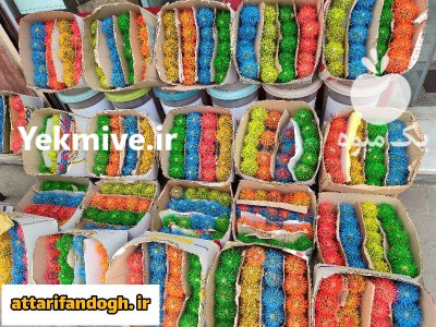 کاکتوس رنگی عمده در گرگان در گروه خرید و فروش گیاهان زینتی در یکمیوه -عکس4