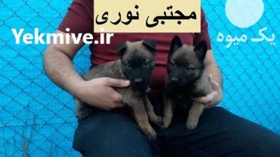 فروش سگ مالینویز اصیل در محمدشهر در گروه سگ و گربه در یکمیوه -عکس1