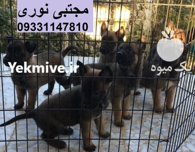 فروش سگ مالینویز اصیل در محمدشهر در گروه سگ و گربه در یکمیوه -عکس2